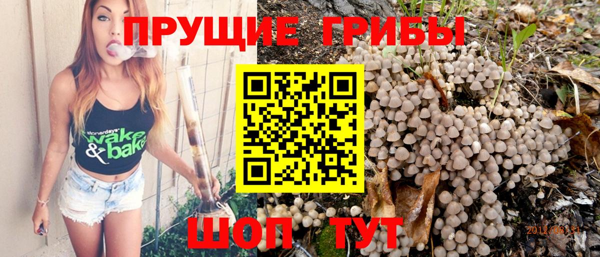 Галлюциногенные грибы Psilocybine cubensis Красноармейск